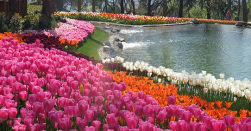 ტიტების ფესტივალი სტამბულში (ფოტოები)