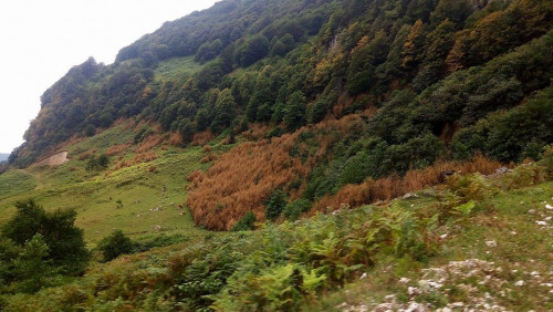 იმერეთში ბზა მასიურად ხმება