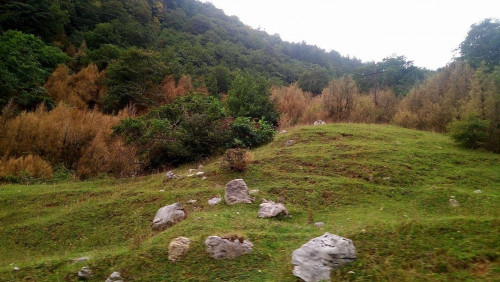 იმერეთში ბზა მასიურად ხმება