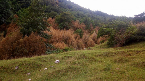 იმერეთში ბზა მასიურად ხმება