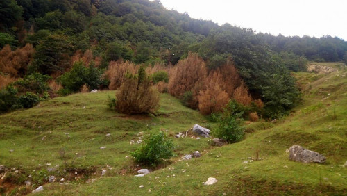 იმერეთში ბზა მასიურად ხმება